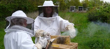 Fishers Farm bees